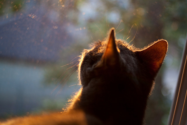 1.绿茵逆转录，摩洛哥闪电战撕裂防线，贝林厄姆魔术师般统治中场