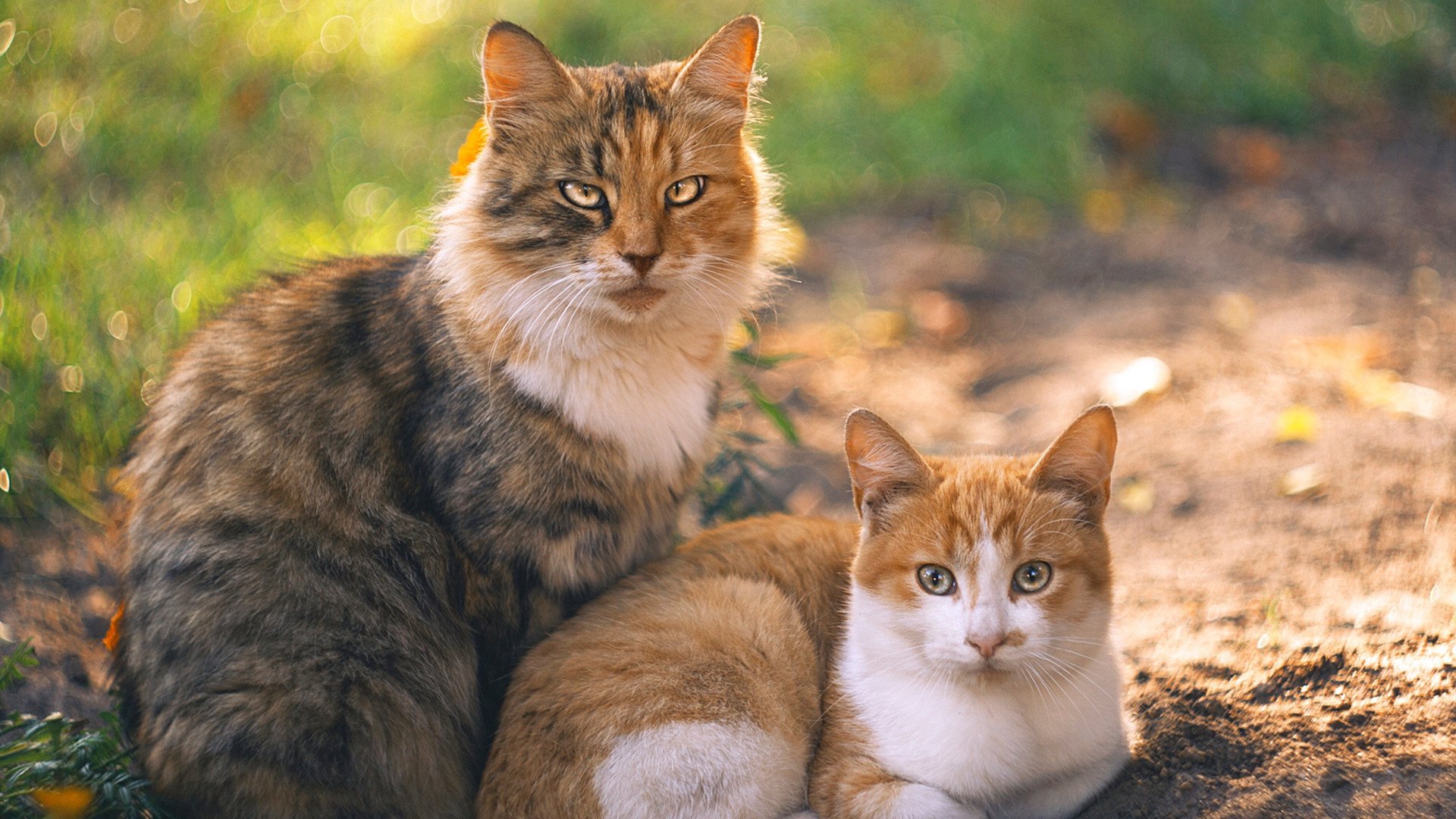 王座之战与黎明之光，当梅赛德斯踩碎法拉利王冠，周冠宇宣告新纪元