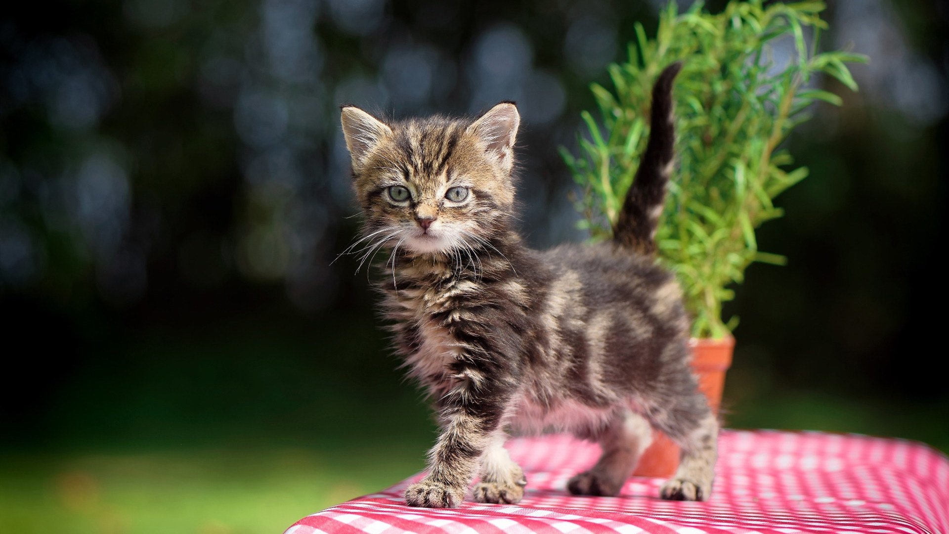 唯一性见证,纳达尔戴维斯杯绝杀表现,让拉沃尔杯高光褪色