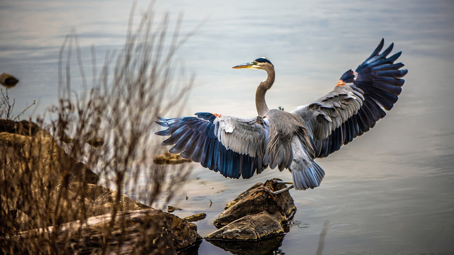 跨界闪耀,上海队单节轰垮雷霆,霍勒迪F1收官战上演终极接管
