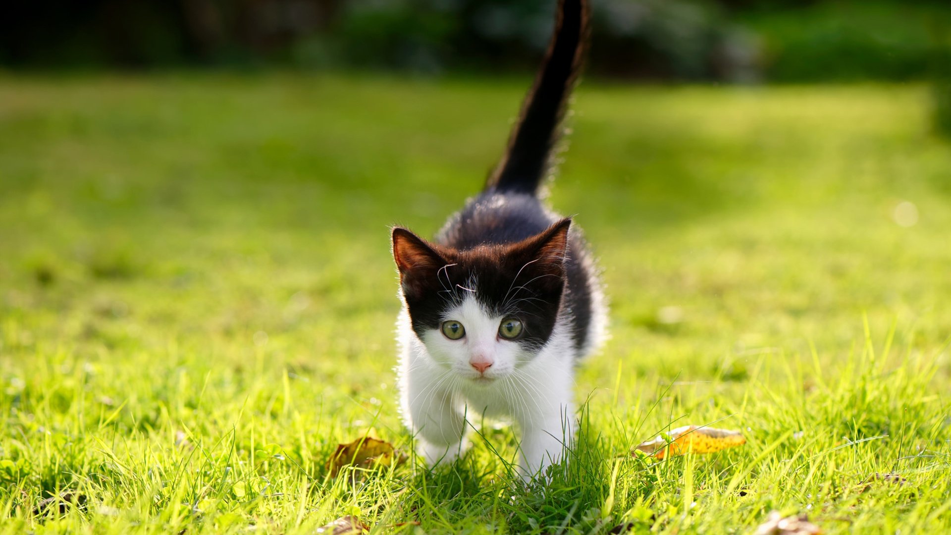 哈登化身无解方程式,马刺跨越大洋加时险胜辽宁