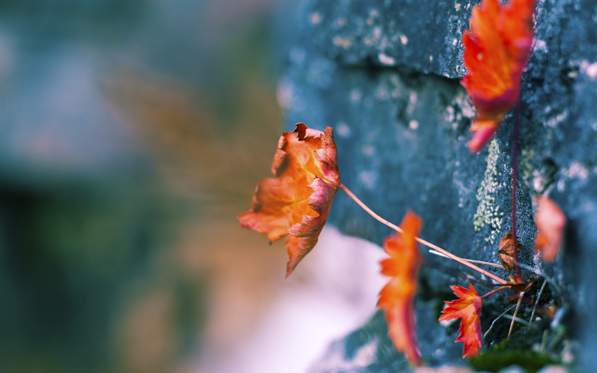 用教科书打翻哲学，范戴克在南美高原如何拆解玻利维亚的方程式