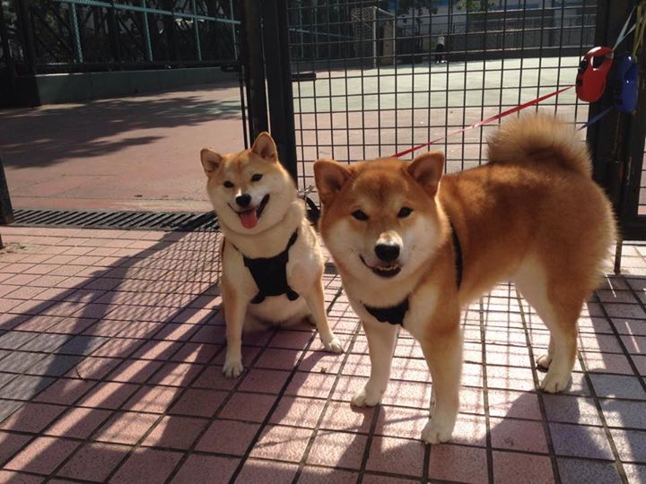 超越足球的油门,当卢卡库在巴林赛道接管比赛