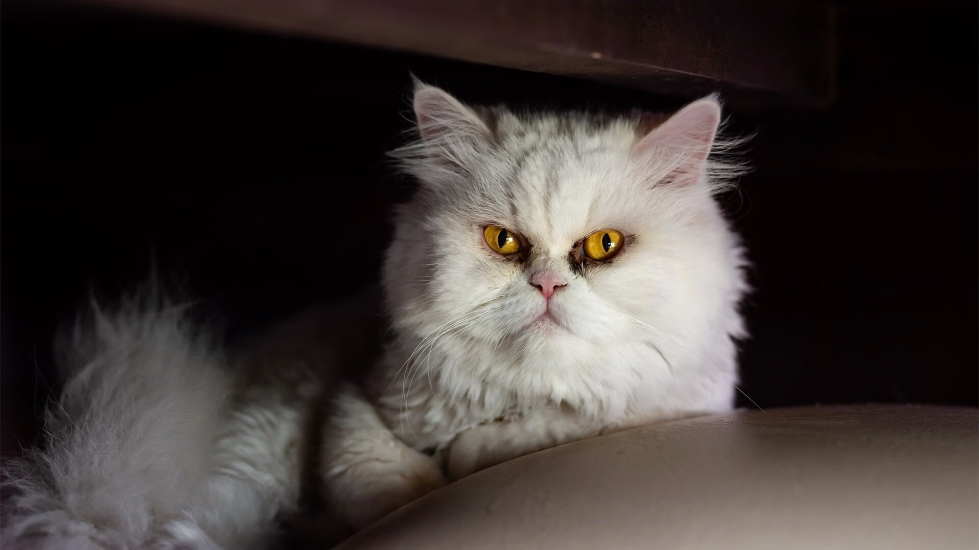 节奏之境,当莫兰特在紫禁之巅写下属于时间的诗篇