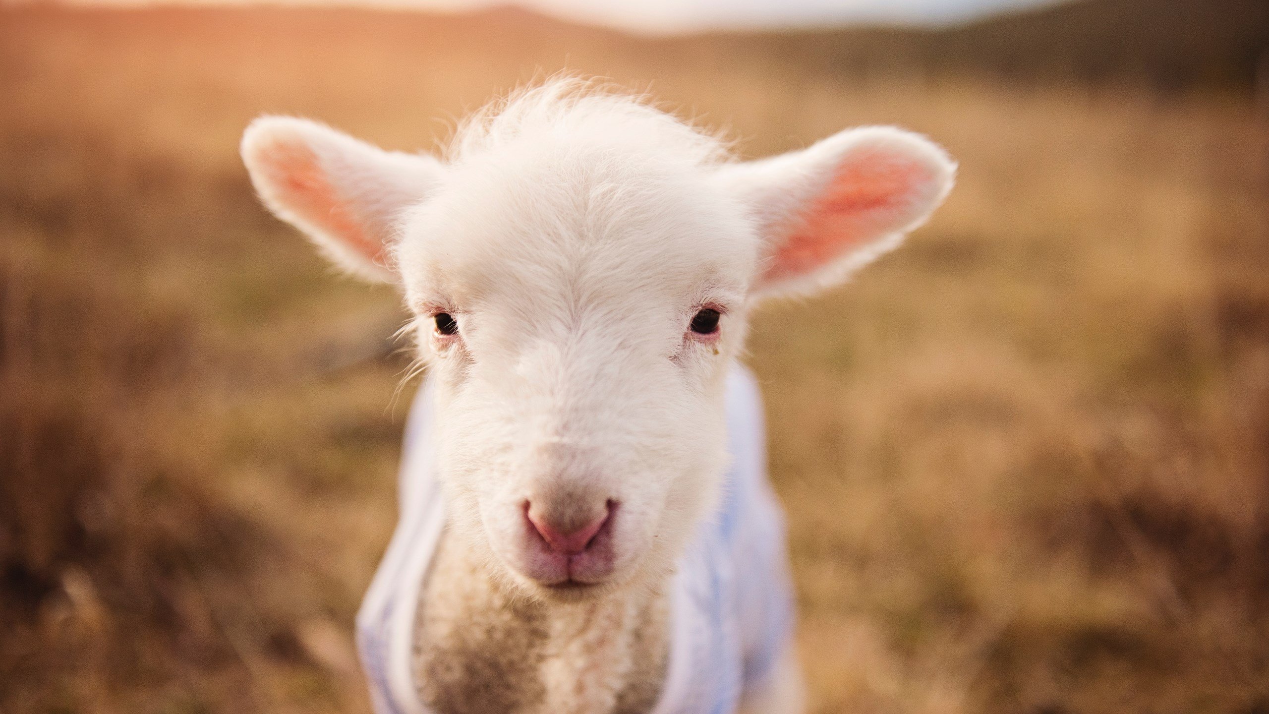 北非风暴席卷法兰西，罗德里戈弑杀旧主，摩洛哥巨人终结里昂王朝
