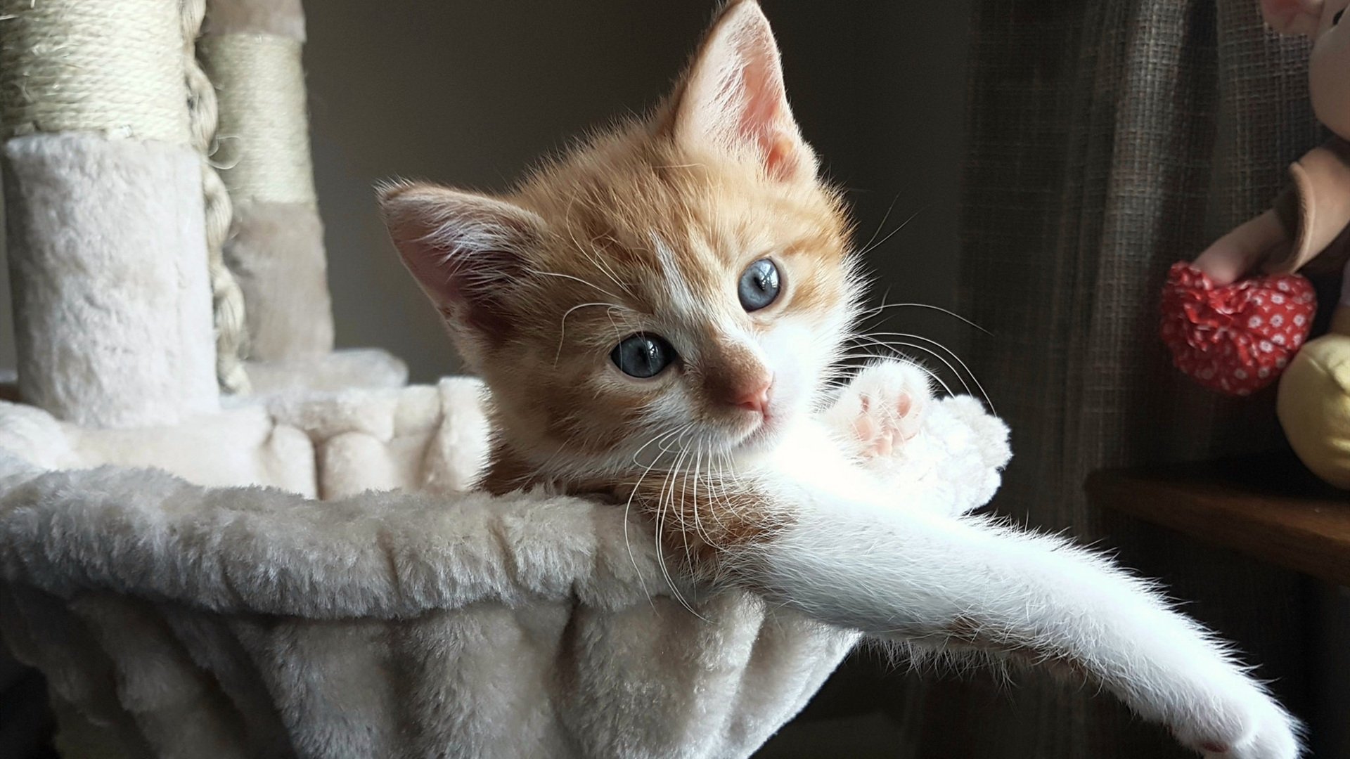 蛰刺苍穹，布克神迹映照下，火箭的强队幻影