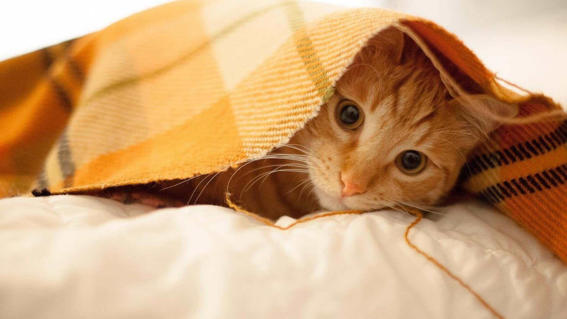 冰火淬炼，当底特律的铁血遇上广厦的烽烟，马克西在13.7秒内写下英雄叙事