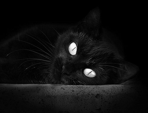 跨洋连线不掉线，马克西隔着太平洋给黄蜂来了场绝杀教学