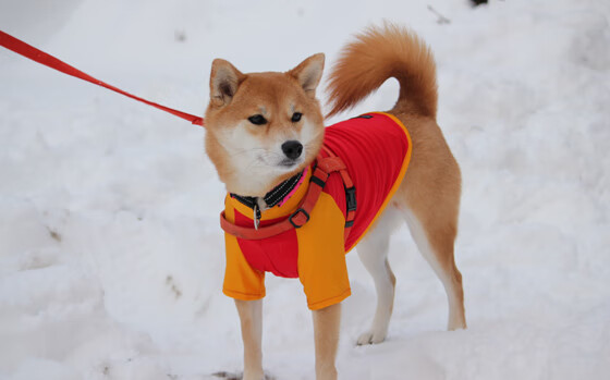 双面大场面,塔图姆个人传奇与马刺团队艺术的遥远对望