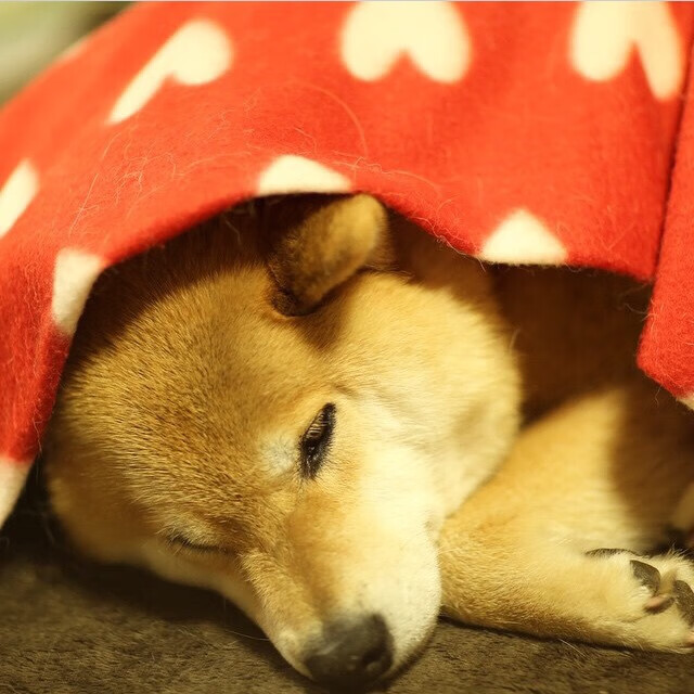 欧洲杯之夜，瑞士铁军续写新章，格列兹曼坚守传奇