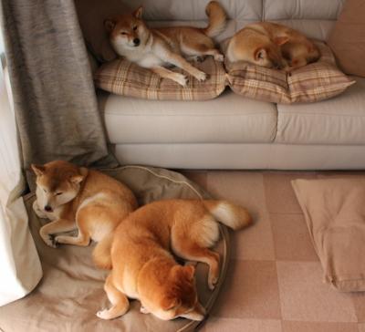 布鲁诺之夜,一射三传刷新队史,马竞旋风席卷比利时,欧洲震颤!