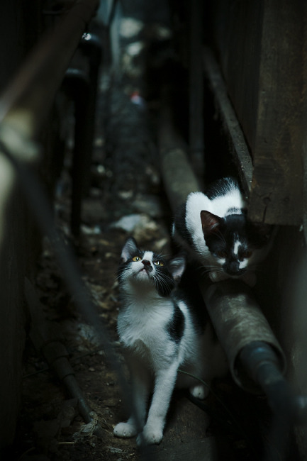 F1终极决战夜，塔图姆为何在场？