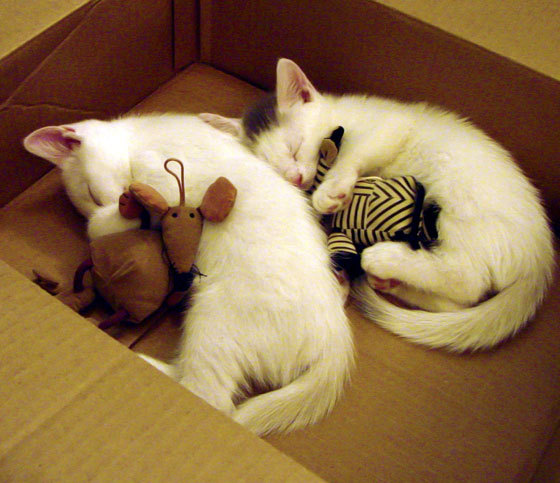 时光逆行者的封神夜，当詹姆斯以实力完成终极证明