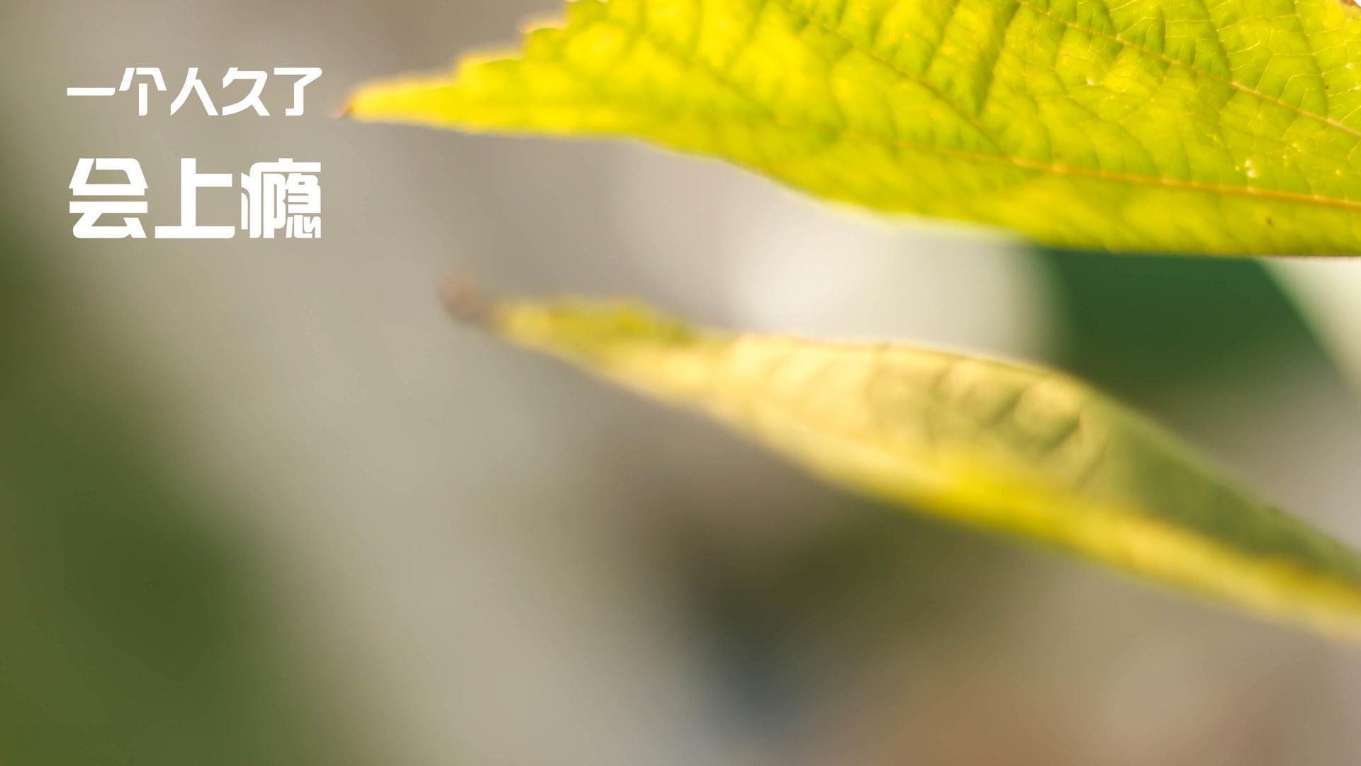 扼住命运的咽喉，巴斯托尼的怒吼与土耳其的致命逆袭