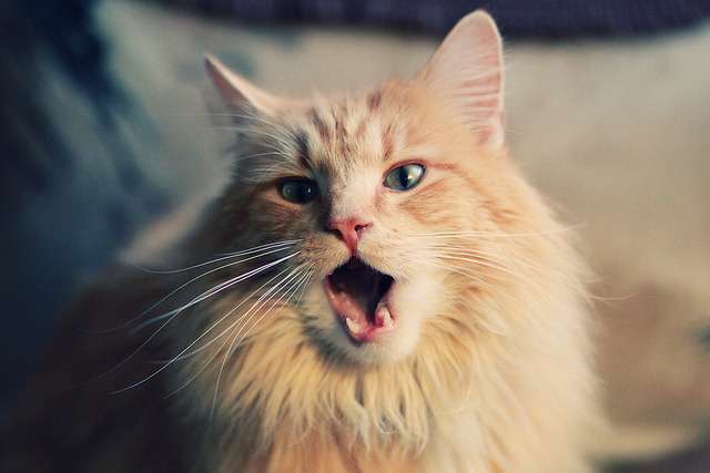 跨界风暴，当黄蜂搅动欧冠之巅，加时鏖战辽宁队改写足球史